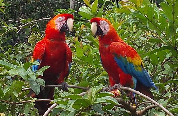 4-Day Private Tour to Manu National Park from Cusco