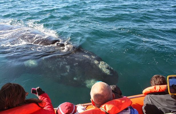 Peninsula Valdes & Whales