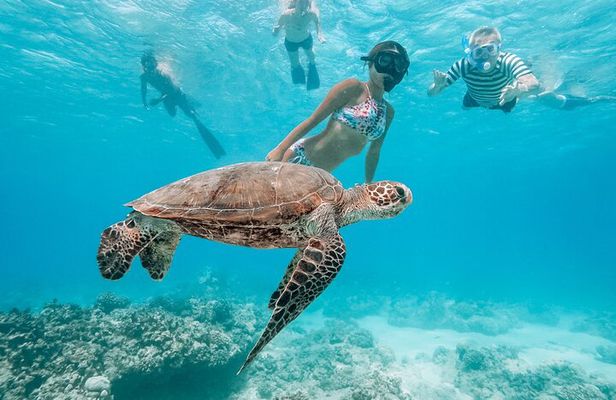 Hawaii Snorkeling with Turtles Boat Tour in Waikiki
