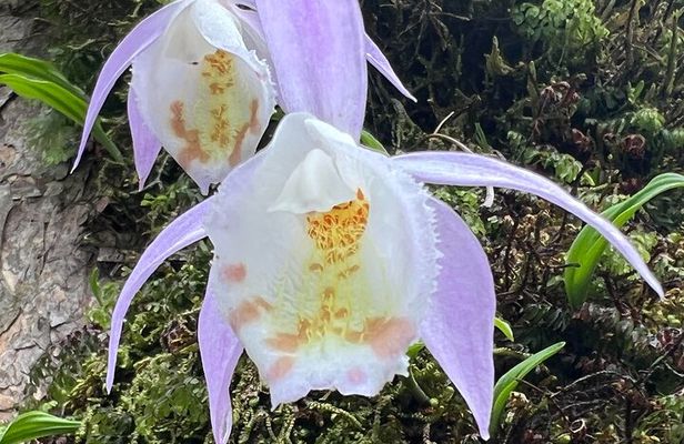 Explore the Beauty of Champa Devi: A Rewarding Hiking Experience