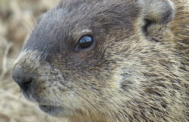 Beaver Safari on Stand up paddleboard in Hokksund