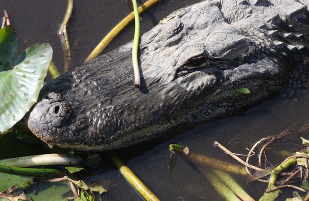 Everglades Day Safari from Miami
