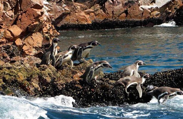 7-Hours Tour in Paracas National Reserve with Pickup