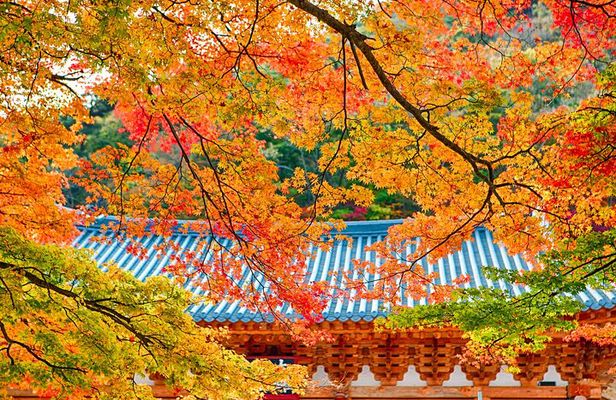 Naejangsan National Park Autumn Foliage One Day Tour from Busan