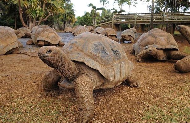 Southern Tales: Full-day incl Crocodile Park & 23 Colored Earth