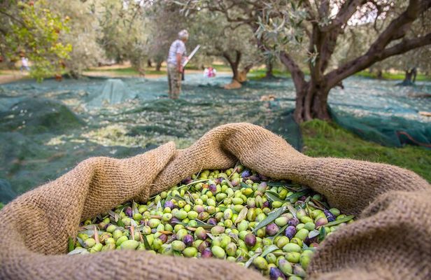 Private Tailored Full-Day Taste Tour in Lefkada with Pick Up