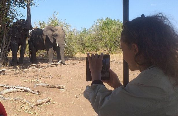 2-Hours Elephants Safari Day Tour in Victoria Falls