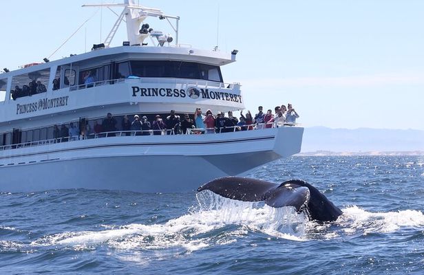 Monterey Whale Watching Tour