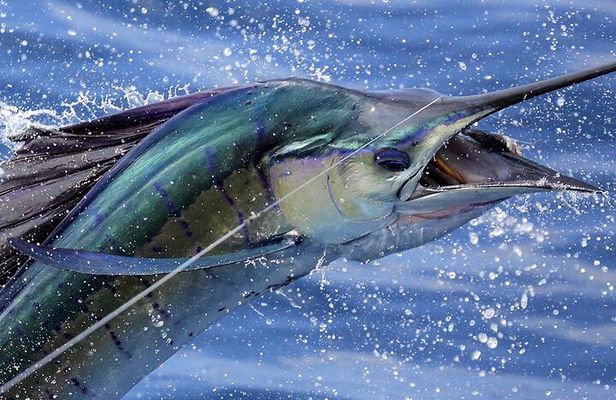 Private Fishing & Snorkel Charters in St Kitts and Nevis