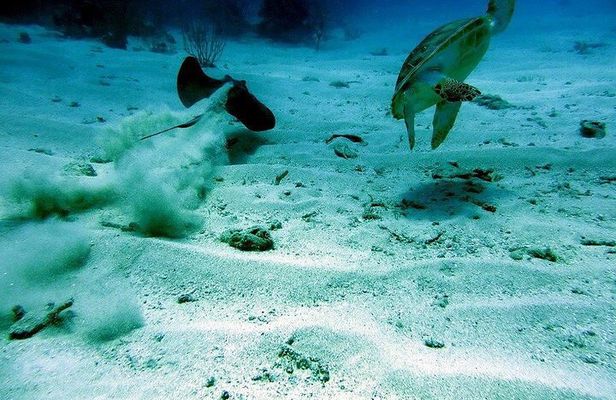 Culebra Snorkel and Beach Day with Lunch and Drinks