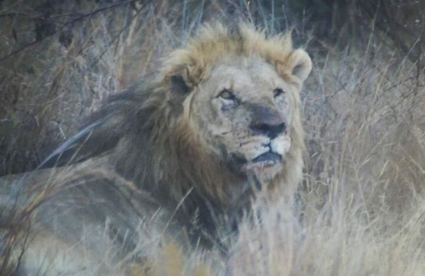 Pilanesberg National Park Safari, BIG 5 Full Day