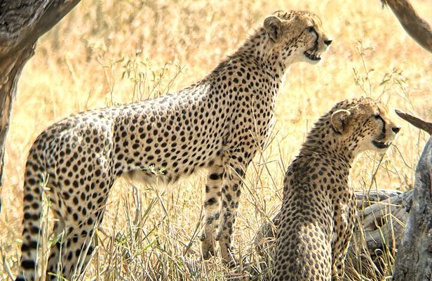 4 days safari