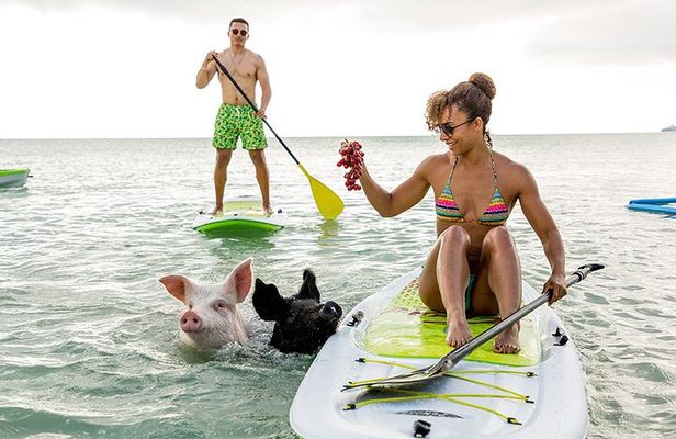 Swimming Pigs & ATV Tour