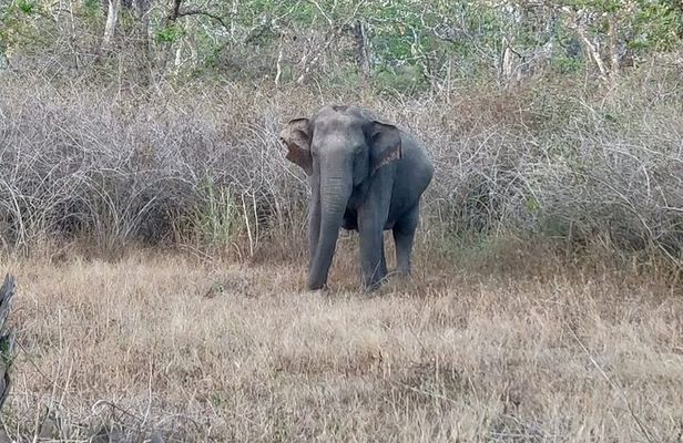 Bandipur wildlife and Mysore experience in 2 days from Bangalore