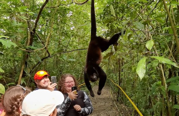 Private Tour Rio Celeste, Waterfalls, Rainforest, Sloth Encounter