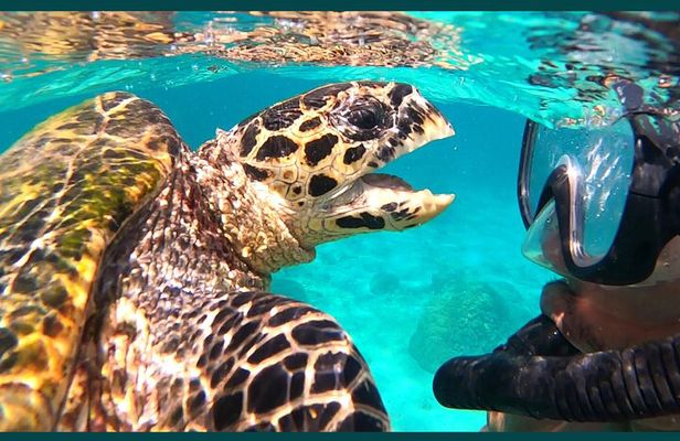 Full-Day Exclusive Private Tour to Nosy Tanikely Marine Reserve