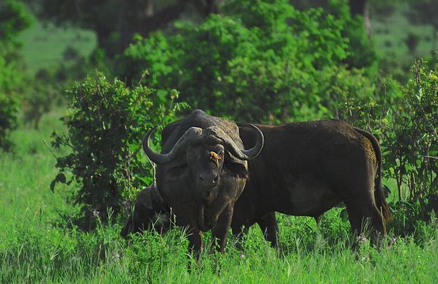 4 Days Tanzania Luxury Safari Serengeti and Ngorongoro Crater