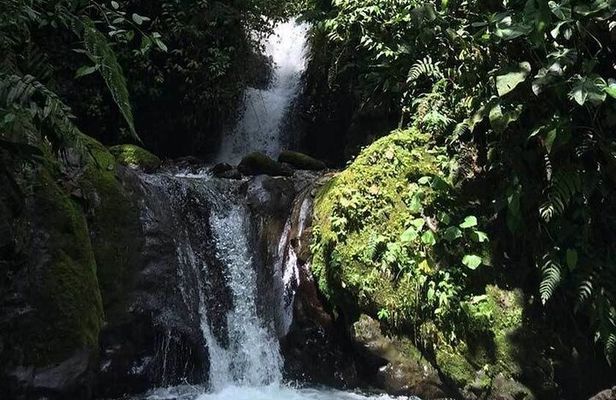 Mindo Bird Watching Tour from Quito