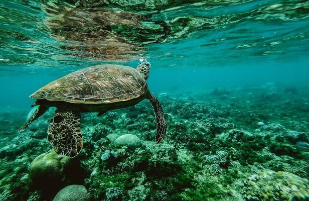 Discover the Beauty of Polynesian Waters by Boat and Snorkeling