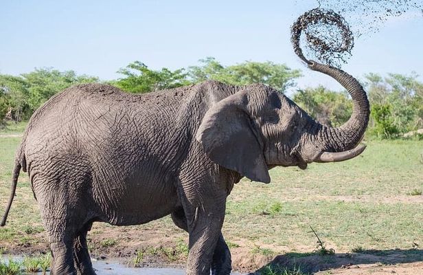 Full-day Safari Tour in Chobe