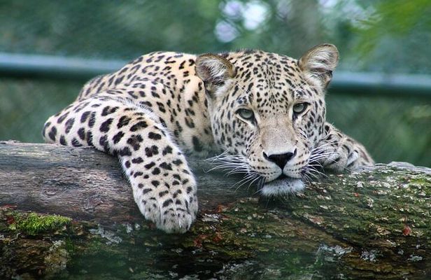 Full-day Safari Tour in Chobe