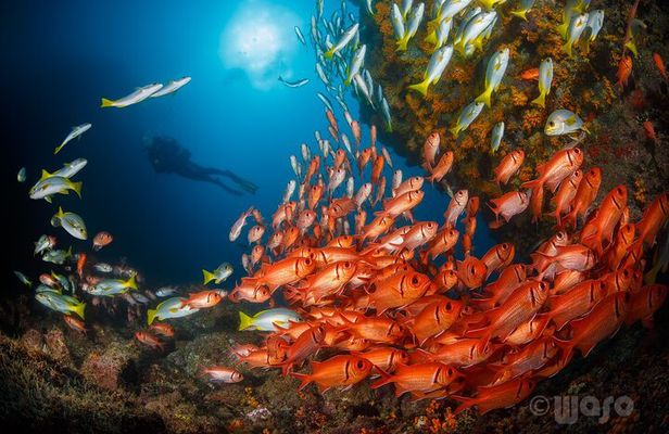 Double Dive Trip in São Vicente Cape Verde