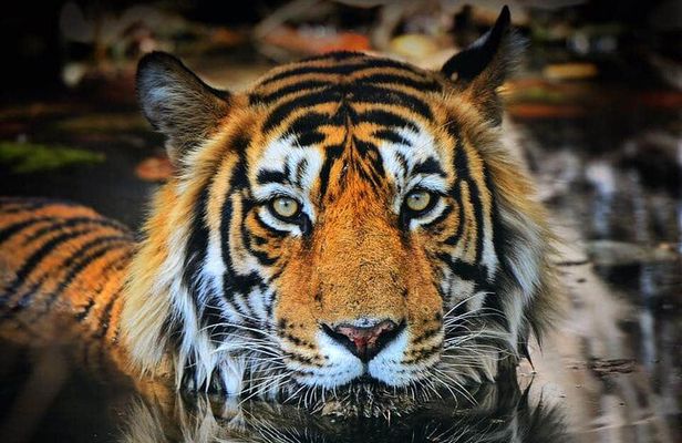Adventures Ranthambore Wildlife Safari Tour from Delhi with Safari Rides