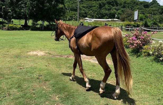 Horseback Ride, ATV and Catamaran Party Cruise from Montego Bay