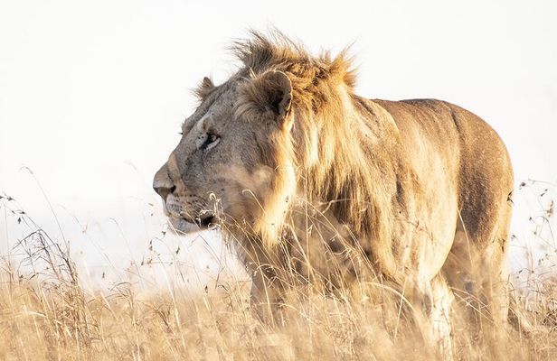 Private 5-Hour Lion Park Tour from Johannesburg or Pretoria
