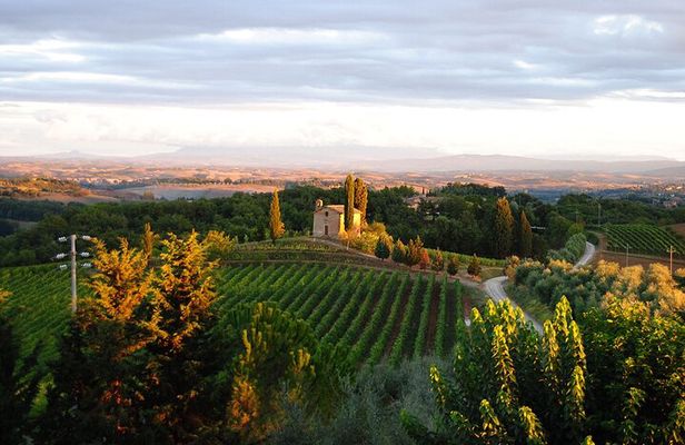 Guided tour of the cellars with wine tasting and lunch