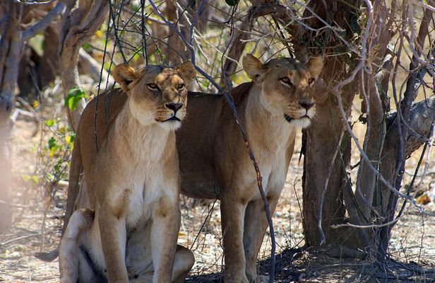 7 Day Moremi Okavango Delight