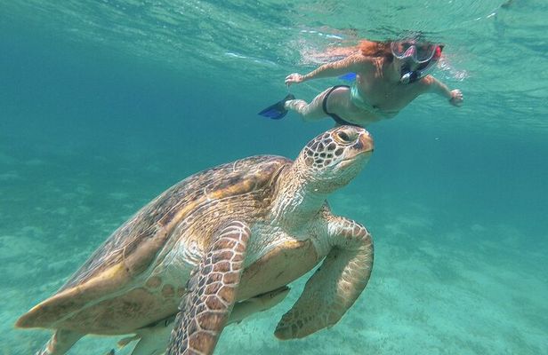 Half-Day at Green Cay Bahamas Snorkeling with Turtles