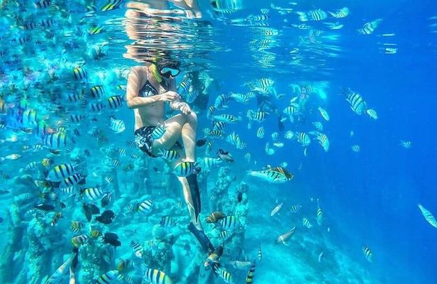 Half-Day Private Guided Snorkeling Turtles Underwater Statues 