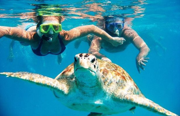 Snorkeling With The Turtles 