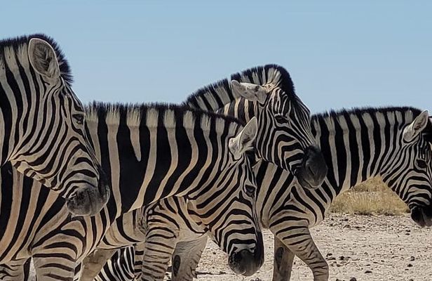 Private Multi-Day Tour Self-Drive for Beginners Safari in Namibia