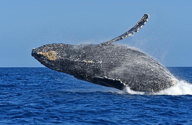 Whale Watching by Zodiac in Cabo San Lucas with Photos Included