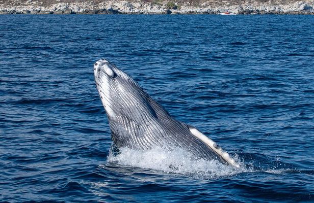 Whale Watching & Snorkeling Combo in Los Cabos with Photos Included