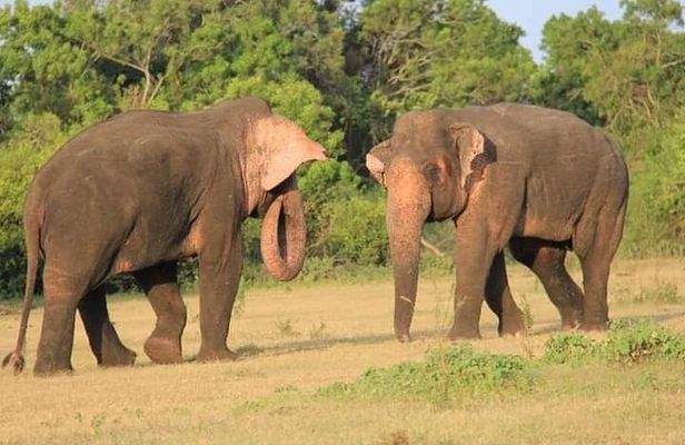 Minneriya / Kaudulla National Park Jeep Safari