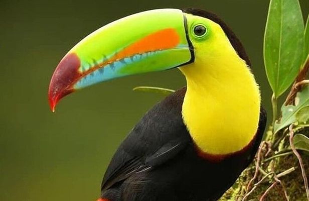 Curi-cancha Bird-Watching tour semi private