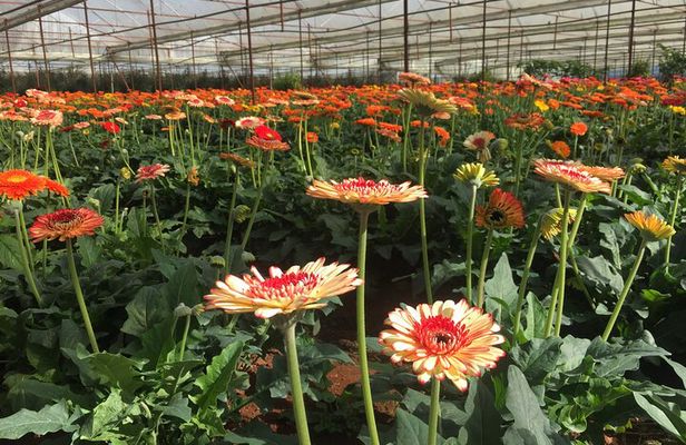 Dalat Mario Kart - Mongo land and countryside tours