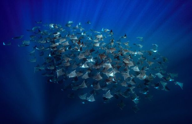 Ocean Safari in La Ventana: Mobula Rays, Dolphins, Orcas & Whales