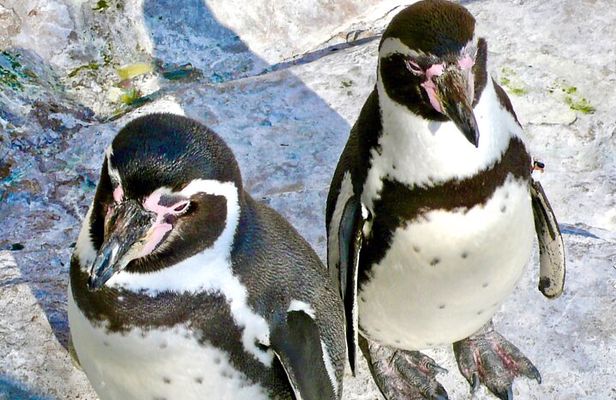 Wild Penguins,Birds,Sandboard,Chilean Drinks & Food/From Valpo