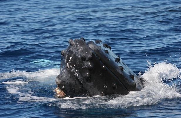 From Ma'alaea Harbor: Sunset Whale Watch Tour Aboard the Malolo