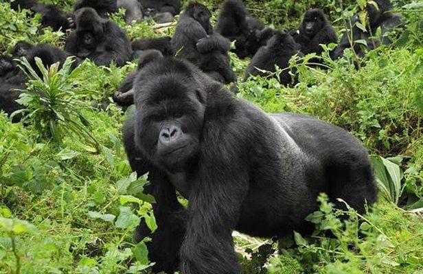 2 Days 1 Night Gorilla Trekking Safari in Rwanda