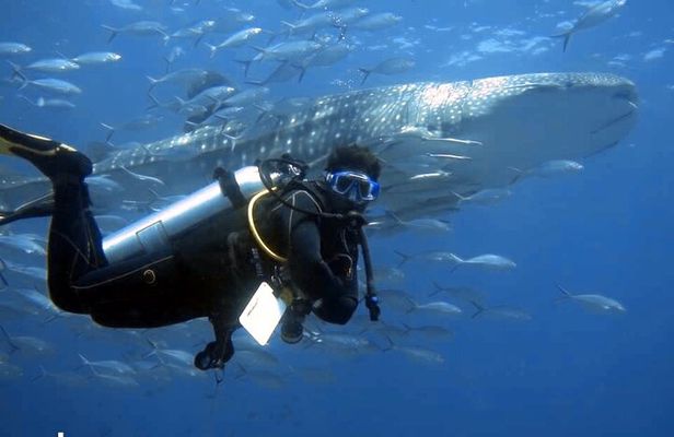 Scuba Diving Trips to Dimaniyat Islands