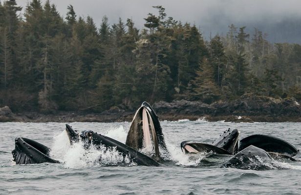 2-Hour Marine Wildlife Tour in Sitka