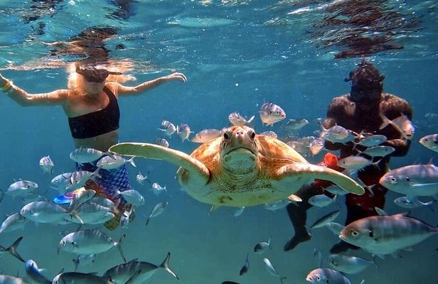 Harbour Lights-Chair &Turtle Shipwreck Snorkel Tour(10:30-1:30pm)