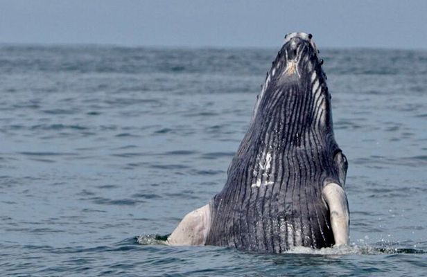 Whale Watching at the Marino Ballena National Park
