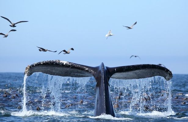 1.5 Hour Whale Watching Cruise With Transportation