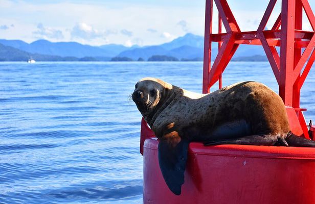 Island Discovery Kayak Paddle in Sitka, Alaska